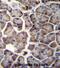 WD Repeat Domain 12 antibody, abx027192, Abbexa, Immunohistochemistry frozen image 