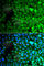 Zinc Finger Protein 195 antibody, A7347, ABclonal Technology, Immunofluorescence image 