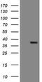 Snail2 antibody, LS-C174048, Lifespan Biosciences, Western Blot image 