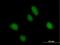 RALBP1 Associated Eps Domain Containing 1 antibody, H00085021-B01P, Novus Biologicals, Immunofluorescence image 