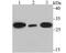 DNA Damage Inducible Transcript 3 antibody, NBP2-76926, Novus Biologicals, Western Blot image 