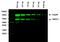 Rabbit IgG  Highly Cross-Adsorbed antibody, A32735, Invitrogen Antibodies, Western Blot image 