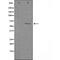 HLA class I histocompatibility antigen, A-3 alpha chain antibody, orb229025, Biorbyt, Western Blot image 