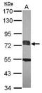 Integrator Complex Subunit 9 antibody, PA5-31305, Invitrogen Antibodies, Western Blot image 