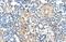 Zinc Finger Protein 274 antibody, PA5-40385, Invitrogen Antibodies, Immunohistochemistry paraffin image 