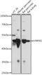 Hepatocyte Nuclear Factor 4 Gamma antibody, A09682, Boster Biological Technology, Western Blot image 