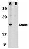 Diablo IAP-Binding Mitochondrial Protein antibody, orb74439, Biorbyt, Western Blot image 