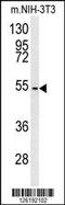 CCZ1 Homolog, Vacuolar Protein Trafficking And Biogenesis Associated antibody, 61-936, ProSci, Western Blot image 