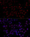 Heterogeneous Nuclear Ribonucleoprotein L antibody, 23-578, ProSci, Immunofluorescence image 