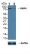 Guanylate Binding Protein 4 antibody, LS-C374222, Lifespan Biosciences, Western Blot image 