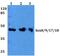 SRY-Box 8 antibody, PA5-36315, Invitrogen Antibodies, Western Blot image 