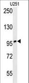 Zinc Finger Protein 197 antibody, LS-C160833, Lifespan Biosciences, Western Blot image 