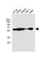 Receptor Interacting Serine/Threonine Kinase 3 antibody, M00202, Boster Biological Technology, Western Blot image 