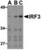 Interferon Regulatory Factor 3 antibody, A00165, Boster Biological Technology, Western Blot image 