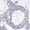 IQ Motif Containing D antibody, NBP2-48859, Novus Biologicals, Immunohistochemistry paraffin image 