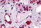 Calcitonin Receptor Like Receptor antibody, MBS242798, MyBioSource, Immunohistochemistry frozen image 
