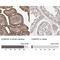 Charged Multivesicular Body Protein 4C antibody, NBP1-81166, Novus Biologicals, Immunohistochemistry paraffin image 