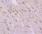 Nuclear Factor I B antibody, NBP2-75589, Novus Biologicals, Immunohistochemistry paraffin image 