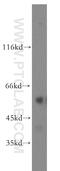 Nuclear Receptor Subfamily 6 Group A Member 1 antibody, 12712-1-AP, Proteintech Group, Western Blot image 