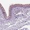 Q9H306 antibody, PA5-64398, Invitrogen Antibodies, Immunohistochemistry frozen image 