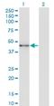 SRY-Box 12 antibody, H00006666-M08, Novus Biologicals, Western Blot image 