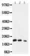 Interleukin 7 antibody, PA5-79508, Invitrogen Antibodies, Western Blot image 