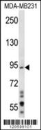 Mitotic Arrest Deficient 1 Like 1 antibody, 56-363, ProSci, Western Blot image 