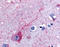 Purinergic Receptor P2Y14 antibody, TA340973, Origene, Immunohistochemistry frozen image 