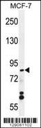 WD Repeat Domain 27 antibody, 56-043, ProSci, Western Blot image 