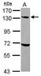 Ubiquitination Factor E4A antibody, PA5-29197, Invitrogen Antibodies, Western Blot image 