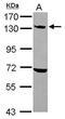 Ubiquitination Factor E4A antibody, PA5-29197, Invitrogen Antibodies, Western Blot image 