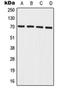 Interleukin 27 Receptor Subunit Alpha antibody, orb214902, Biorbyt, Western Blot image 