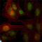 Zinc Finger And BTB Domain Containing 7B antibody, LS-C812789, Lifespan Biosciences, Immunofluorescence image 