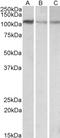 Methylenetetrahydrofolate Dehydrogenase (NADP+ Dependent) 1 Like antibody, EB10910, Everest Biotech, Western Blot image 