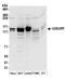 U2-associated protein SR140 antibody, A304-616A, Bethyl Labs, Western Blot image 
