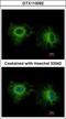 Myosin Light Chain 1 antibody, GTX113092, GeneTex, Immunofluorescence image 