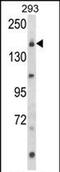 Unc-13 Homolog B antibody, PA5-72594, Invitrogen Antibodies, Western Blot image 