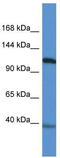 Calpain 15 antibody, TA339815, Origene, Western Blot image 