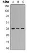 p38 antibody, abx133599, Abbexa, Western Blot image 