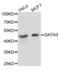 GATA Binding Protein 3 antibody, abx004366, Abbexa, Western Blot image 