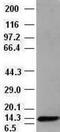 Neurotrophin 4 antibody, NBP1-47897, Novus Biologicals, Western Blot image 