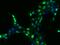 EWS RNA Binding Protein 1 antibody, GTX02217, GeneTex, Immunofluorescence image 