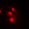 Checkpoint Kinase 1 antibody, abx133169, Abbexa, Western Blot image 