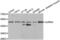 Aurora Kinase A antibody, LS-C331913, Lifespan Biosciences, Western Blot image 