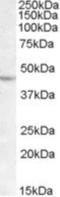 LIM Homeobox 2 antibody, NB100-94903, Novus Biologicals, Western Blot image 