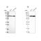 Cleavage Stimulation Factor Subunit 3 antibody, NBP1-85428, Novus Biologicals, Western Blot image 