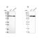 Cleavage stimulation factor subunit 3 antibody, NBP1-85428, Novus Biologicals, Western Blot image 