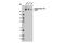 RNA Polymerase II Subunit A antibody, 13499S, Cell Signaling Technology, Western Blot image 