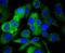 Paxillin antibody, NBP2-67427, Novus Biologicals, Immunocytochemistry image 