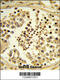 Importin 11 antibody, 63-637, ProSci, Immunohistochemistry paraffin image 